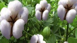 مشخصات کمی و کیفی ارقام جدید پنبه
