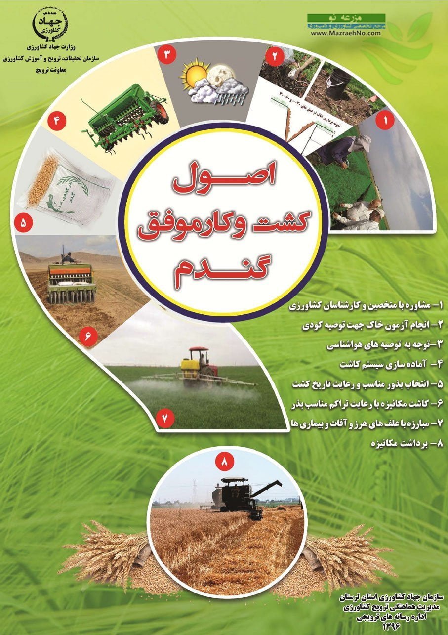 اصول کشت و کار موفق گندم [اینفوگرافیک]