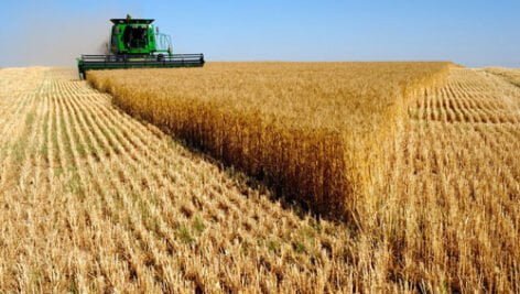 اصول کشت و کار موفق گندم [اینفوگرافیک]