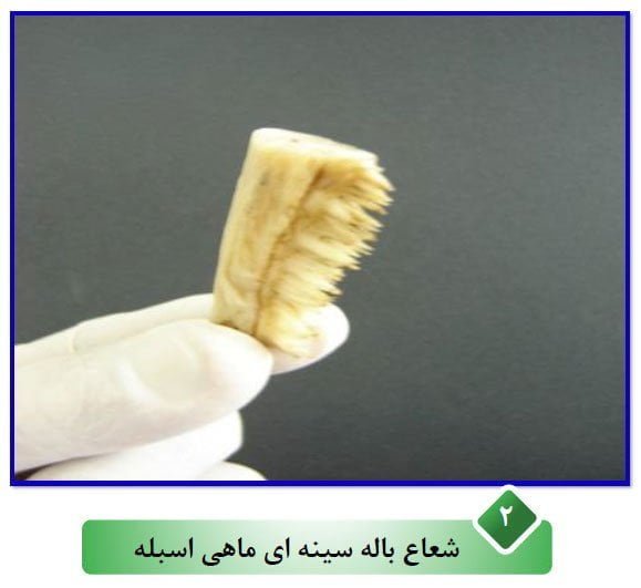 بهترین روش تعیین سن ماهی اسبله