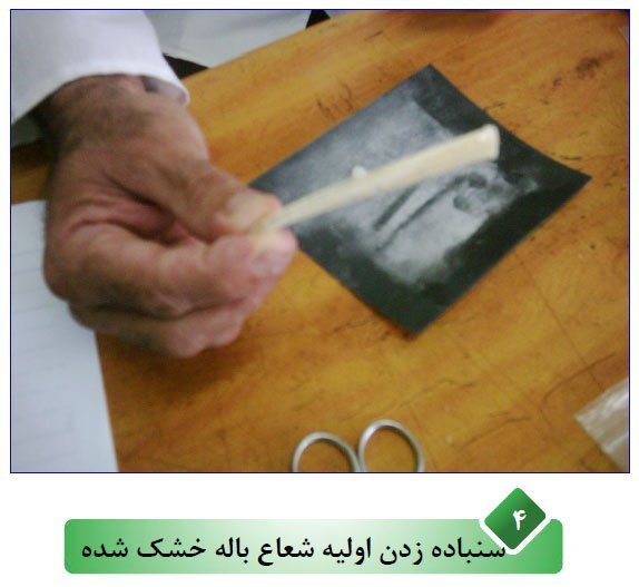 بهترین روش تعیین سن ماهی اسبله