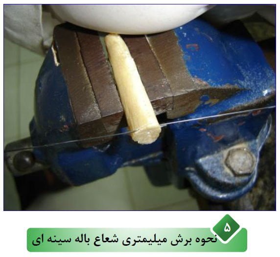 بهترین روش تعیین سن ماهی اسبله