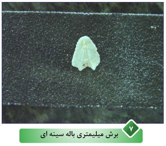 بهترین روش تعیین سن ماهی اسبله