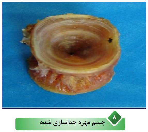 بهترین روش تعیین سن ماهی اسبله