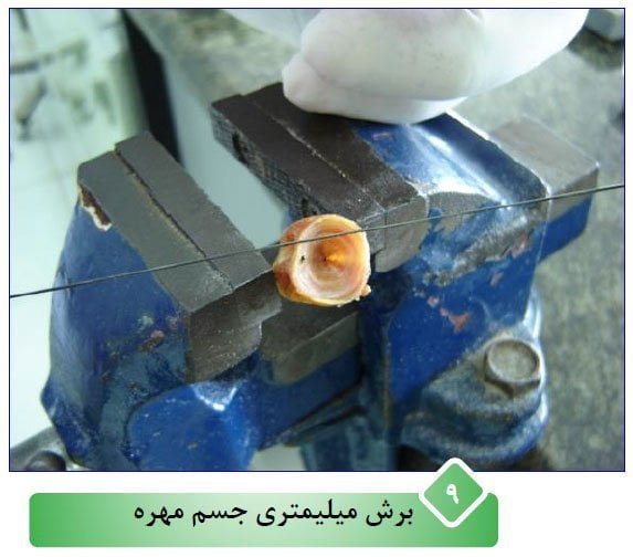 بهترین روش تعیین سن ماهی اسبله