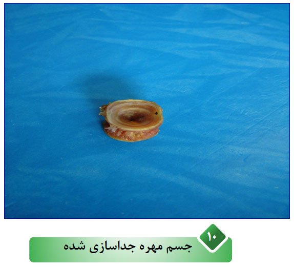 بهترین روش تعیین سن ماهی اسبله
