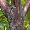 بیماری شانکر باکتریایی درختان میوه هسته دار