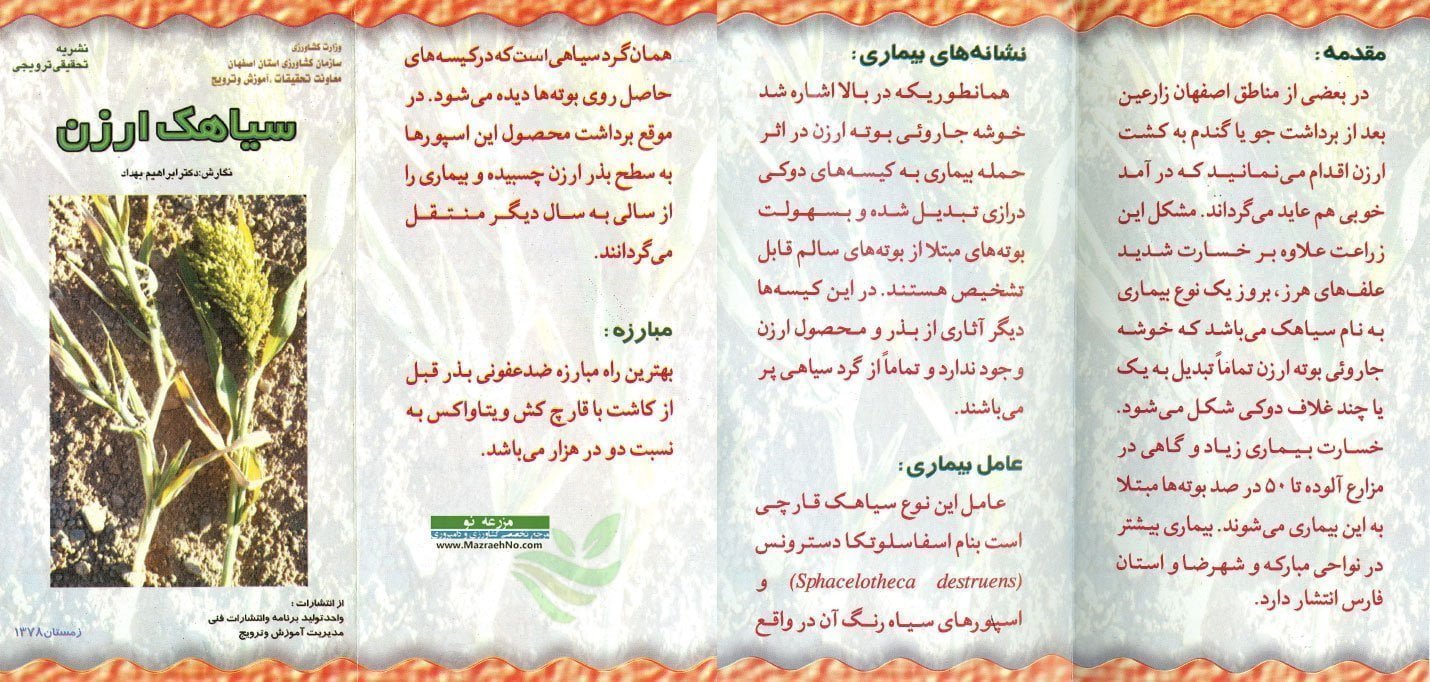 بیماری سیاهک ارزن