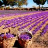 اطلاعیه ترویجی کاشت زعفران