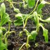 بیماری بوته میری خیار