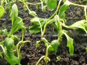 بیماری بوته میری خیار