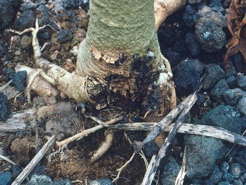 بیماری پوسیدگی ریشه درختان میوه