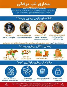 بیماری تب برفکی- نشانه‌ها، راه‌های انتقال و پیشگیری