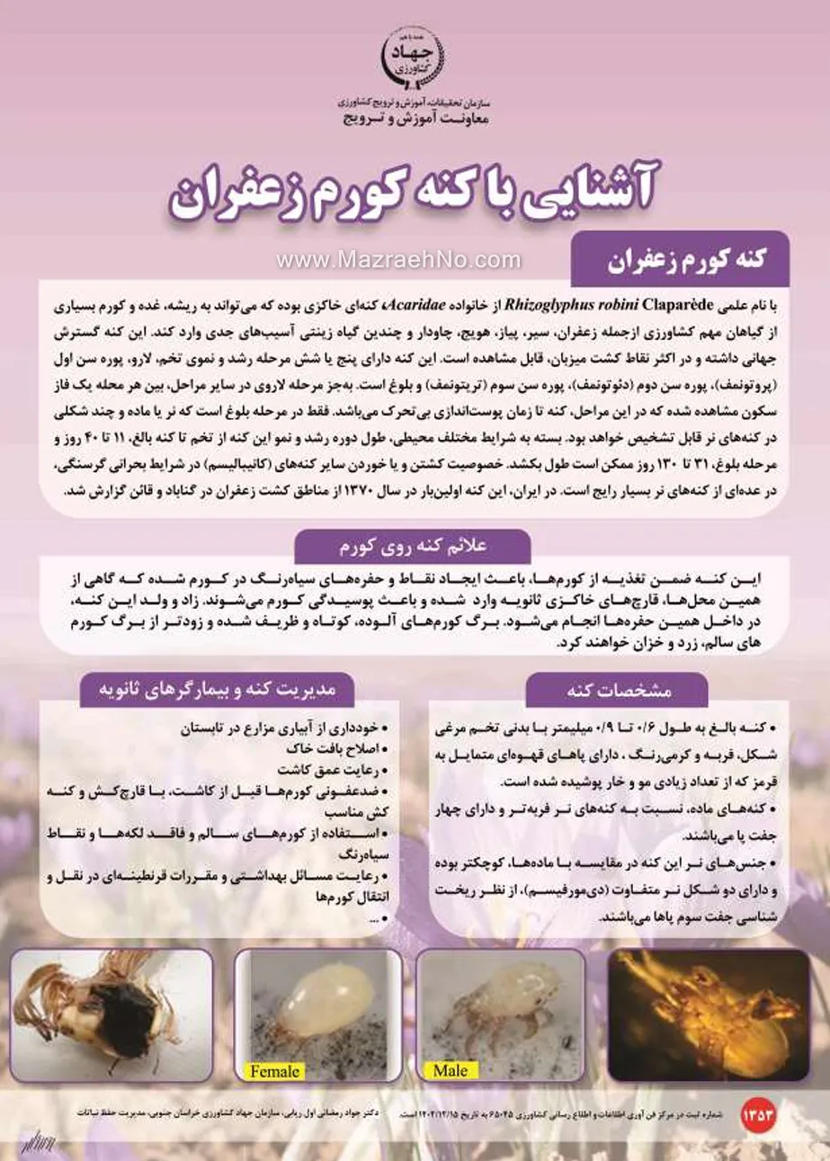 آشنایی با کنه کورم زعفران