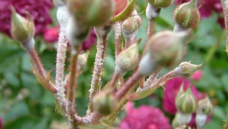 بیماری سفیدک نمدی گل رز