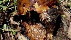 بیماری پوسیدگی قارچ عسلی ریشه درختان میوه