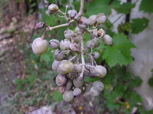 بیماری سفیدک حقیقی مو
