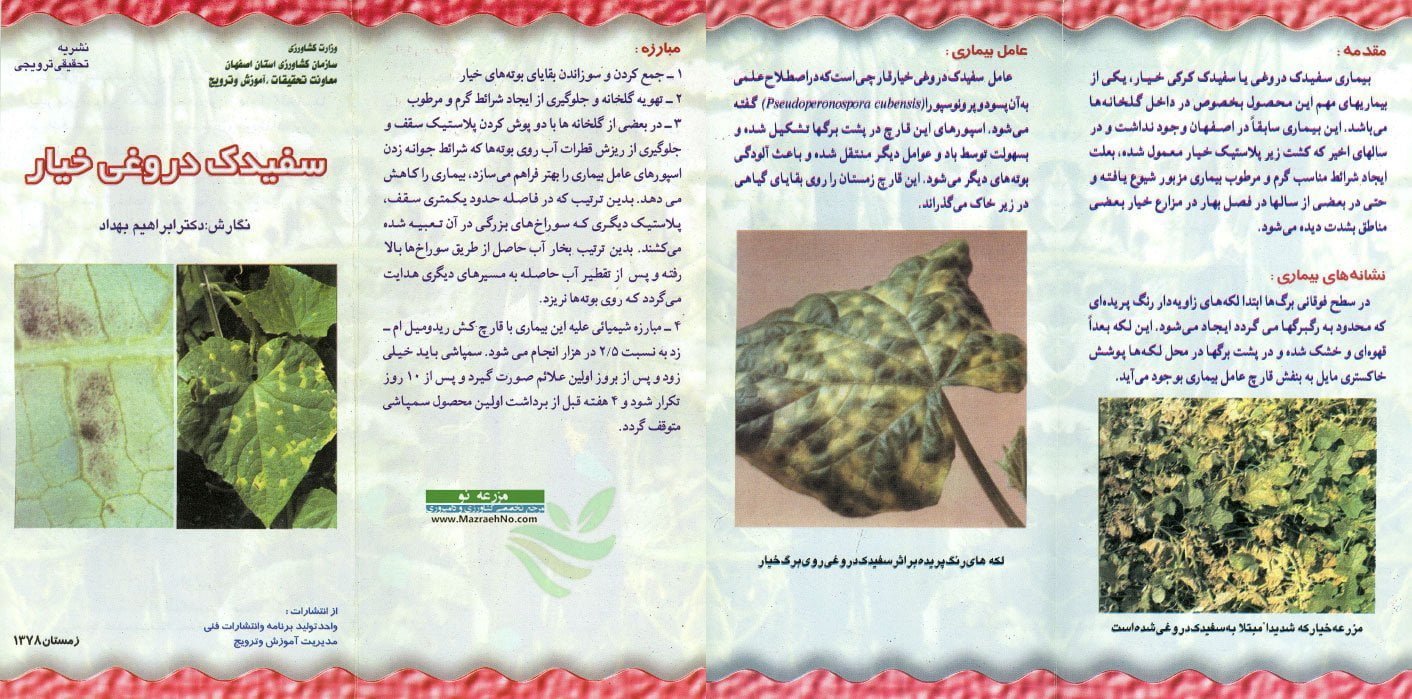 بیماری سفیدک دروغی خیار