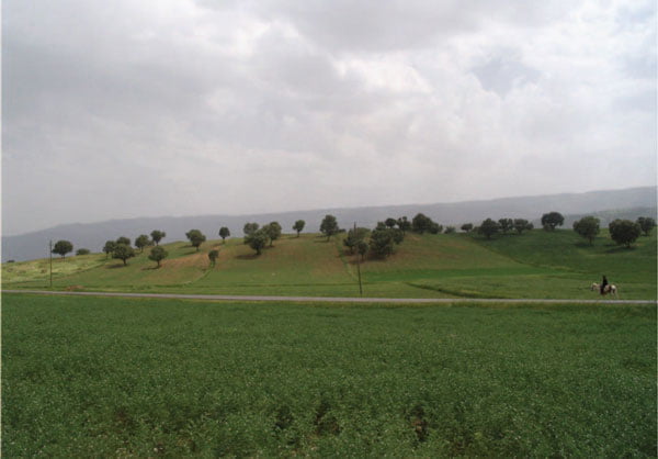 مرحله گل دهی رقم نخود آزاد در مزرعه کشاورز در استان ایلام