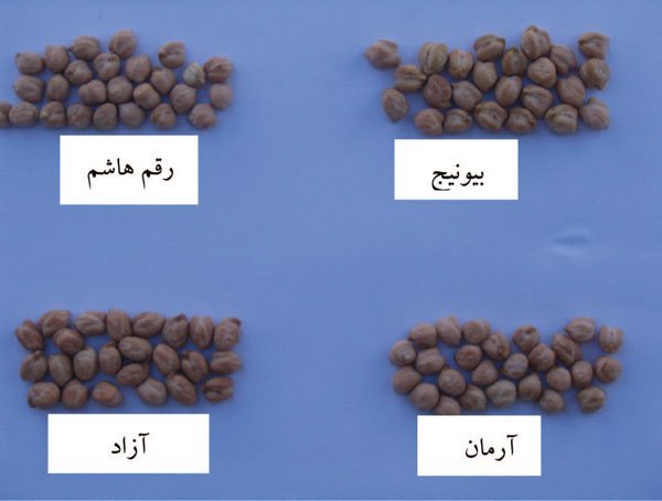 مقایسه اندازه بذر رقم آزاد در مقایسه با سایر ارقام