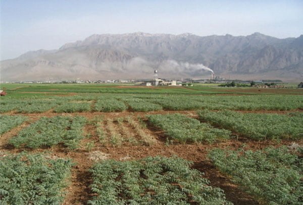 مقاومت رقم آزاد به بیماری برق زدگی در مقایسه با حساسیت رقم نخود محلی (ایستگاه سرارود)