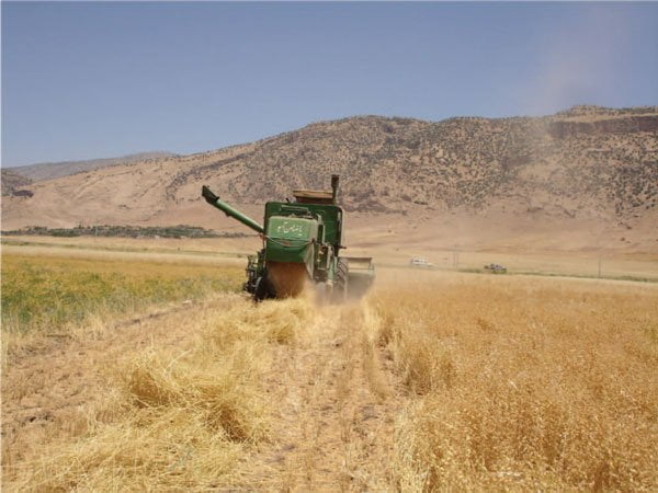 برداشت مکانیزه در مزرعه کشاورز در ایلام با کمباین گندم بدون استفاده از هد کمباین تغییر شکل یافته