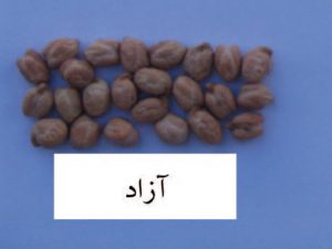آشنایی با نخود رقم آزاد و راهنمای کشت موفق آن در اراضی دیم