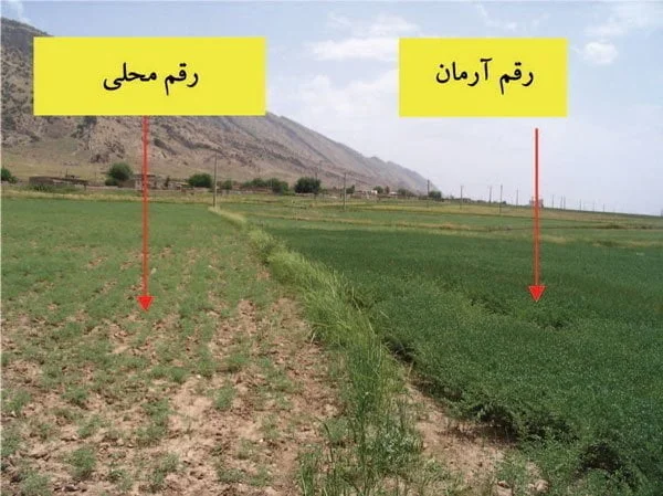 شکل ۱- مزرعه رقم نخود آرمان (کشت پاییزه) در مقایسه با رقم محلی (کشت بهاره)