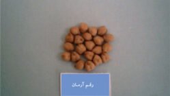 رقم نخود آرمان مناسب کشت در مناطق دیم