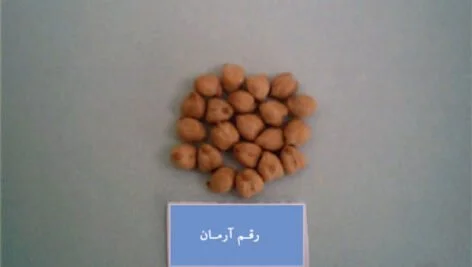 رقم نخود آرمان مناسب کشت در مناطق دیم