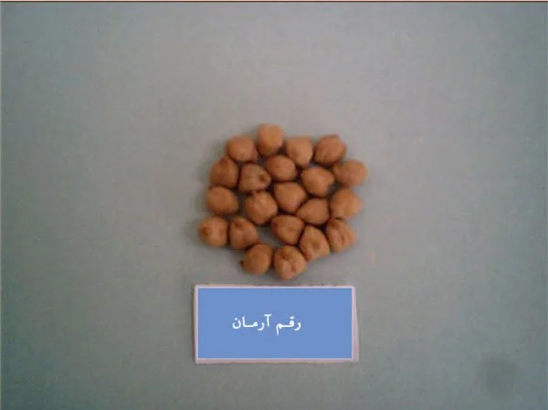 رقم نخود آرمان مناسب کشت در مناطق دیم
