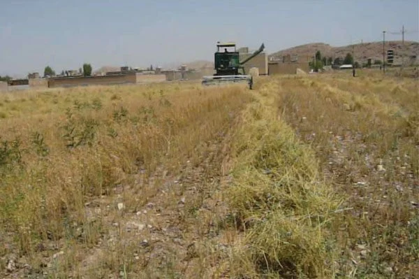 شکل ۷- برداشت مکانیزه در مزرعه کشاورزی در سرپل ذهاب کرمانشاه با کمباین گندم بدون استفاده از هد کمباین تغییر شکل یافته
