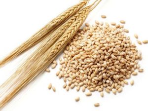 جو ماهور رقم مناسب کشت دیم در مناطق نیمه‌گرمسیری + توصیه‌های کاشت
