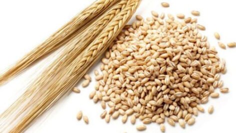 جو ماهور مناسب کشت در شرایط دیم نیمه گرمسیری