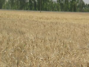 آشنایی با گندم رقم دهدشت و توصیه‌های کشت برای کشاورزان