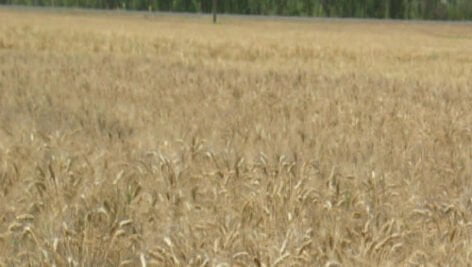 گندم دهدشت مناسب کشت در شرایط دیم نیمه گرمسیری