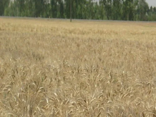 گندم دهدشت مناسب کشت در شرایط دیم نیمه گرمسیری