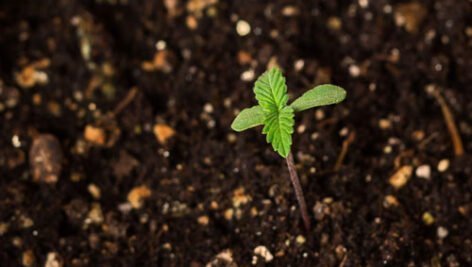 معرفی روشی موثر در کاهش آلودگی کود دامی به بذر علفهای هرز