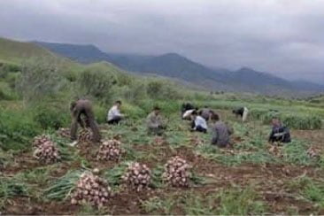 آشنایی با سیر