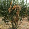 بیماری آتشک درختان میوه دانه دار