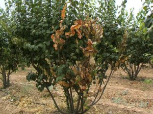 بیماری آتشک درختان میوه دانه دار
