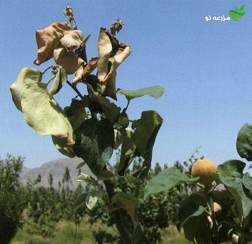 بیماری آتشک درختان میوه دانه دار