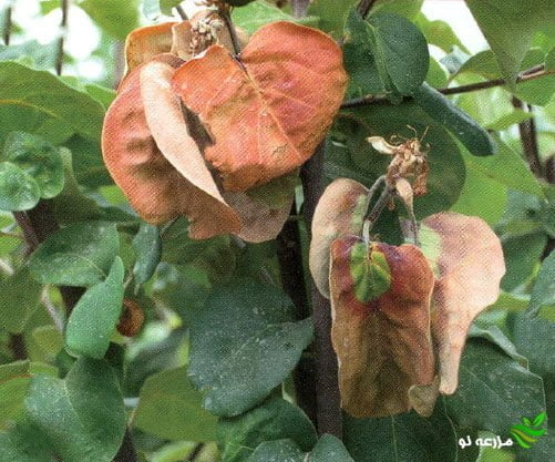 بیماری آتشک درختان میوه دانه دار