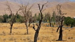 توصیه های فنی و کاربردی جهت کاهش خسارت خشکسالی در باغات