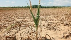 توصیه های فنی و کاربردی جهت کاهش خسارت خشکسالی در مزارع