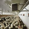 راه کارهای کاهش مصرف سوخت در مرغداری ها