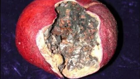 آفت کرم گلوگاه انار