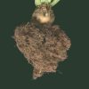 آشنایی و نحوه مبارزه با نماتد سیست چغندرقند