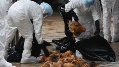 هشدارهای بهداشتی بیماری آنفلوآنزای پرندگان