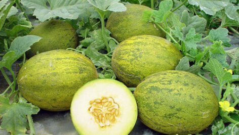 کشت خربزه در استان سیستان و بلوچستان